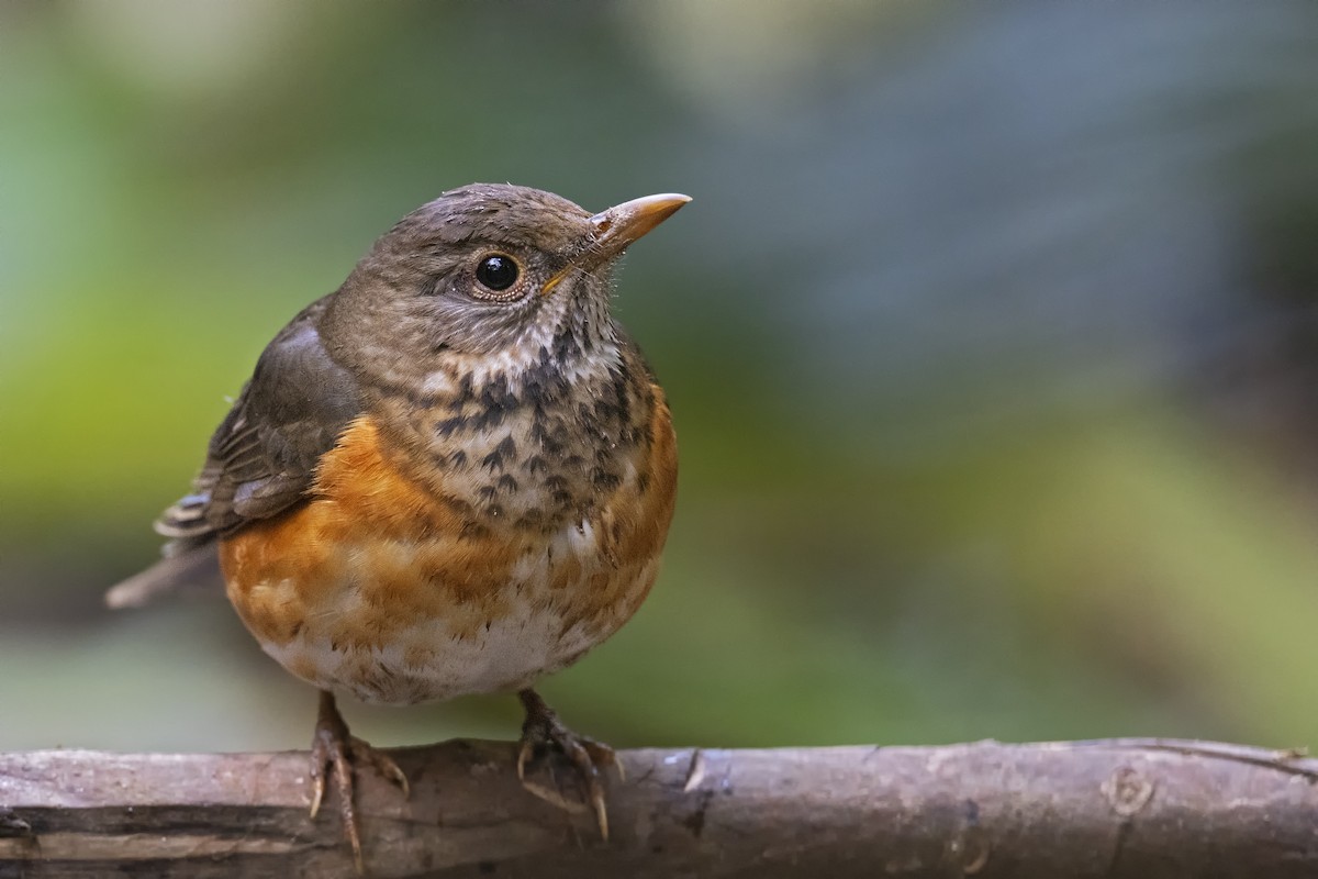 Black-breasted Thrush - ML443037261