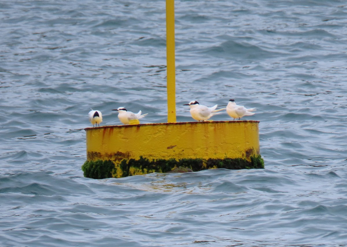 Black-naped Tern - ML443037511