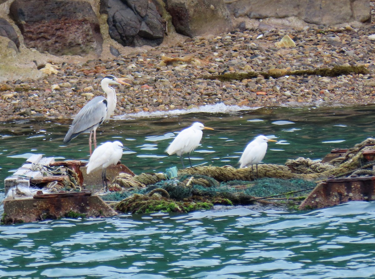 Chinese Egret - Bosco Chan