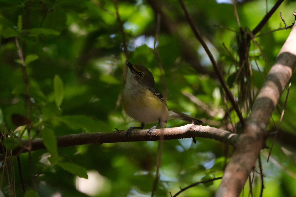 White-eyed Vireo - ML443037801