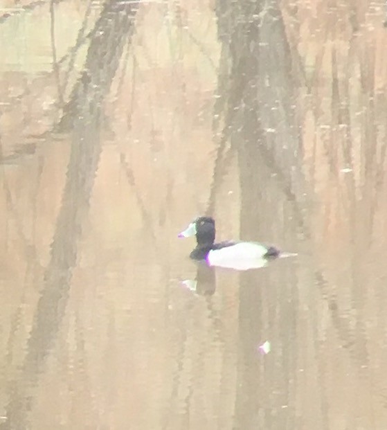 Ring-necked Duck - ML44303801