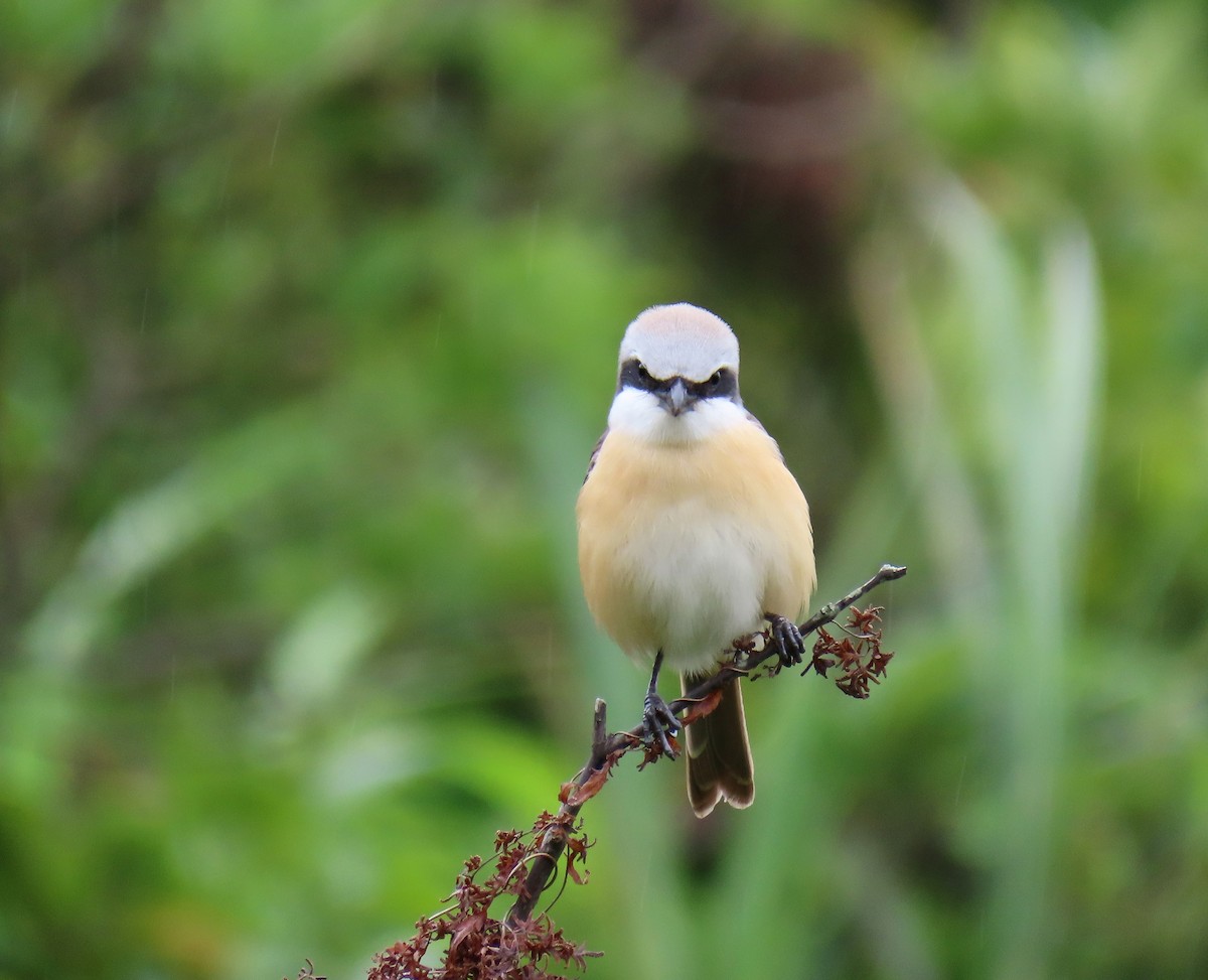 Brown Shrike - ML443038011