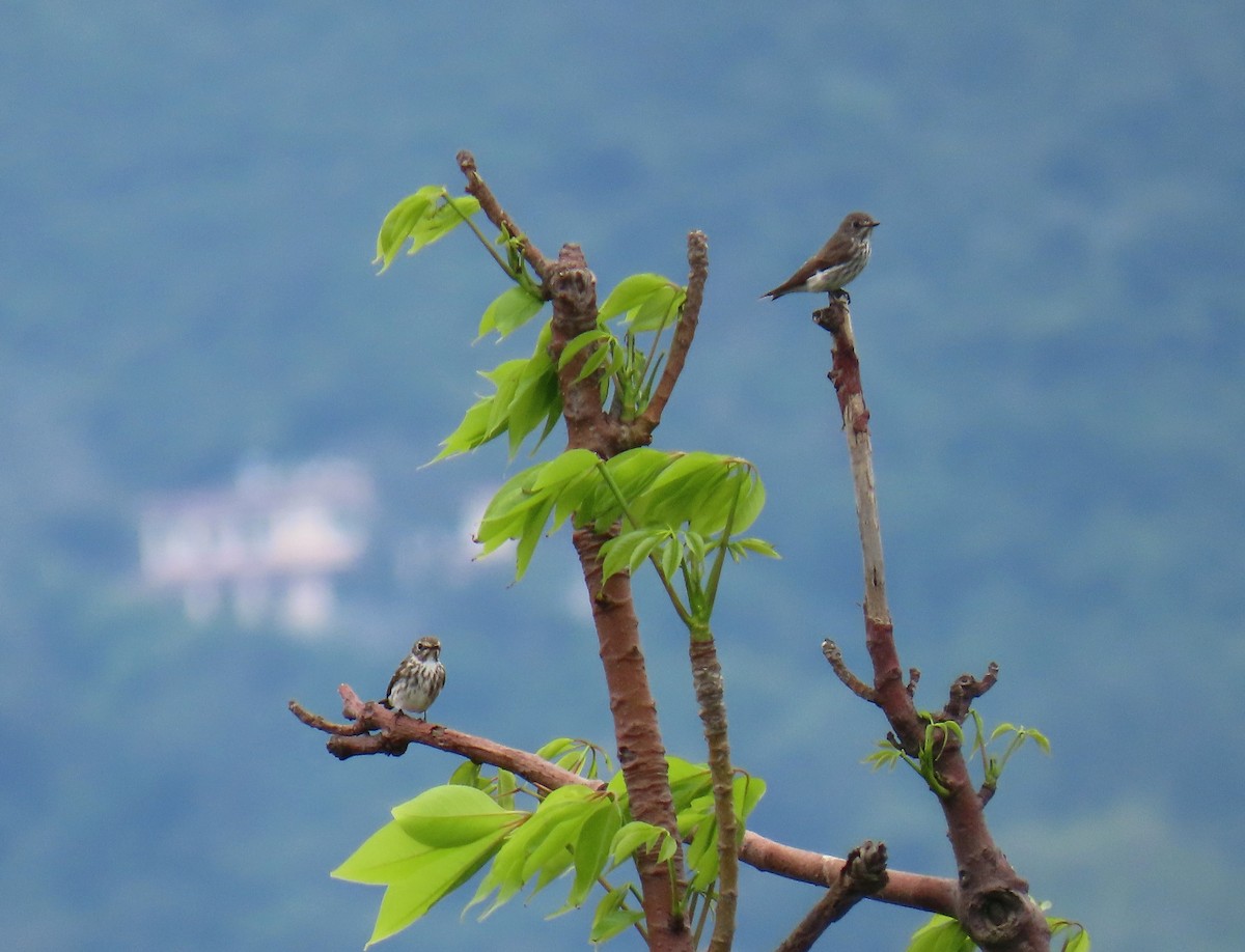 Gray-streaked Flycatcher - ML443038201