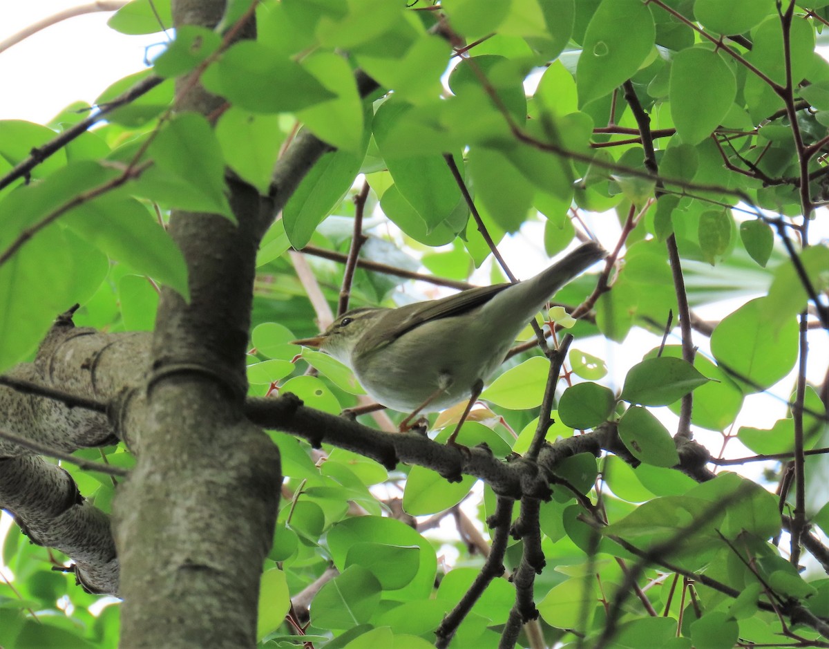 Arctic Warbler - ML443038351