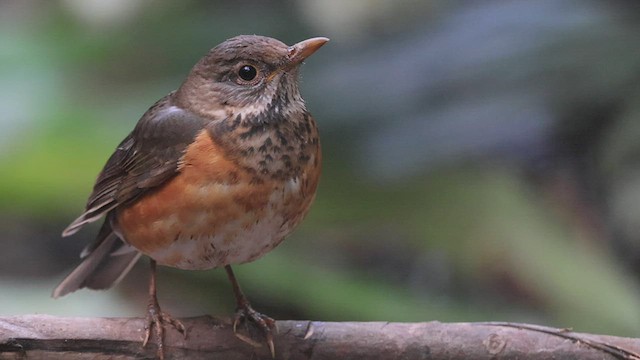 Black-breasted Thrush - ML443038461