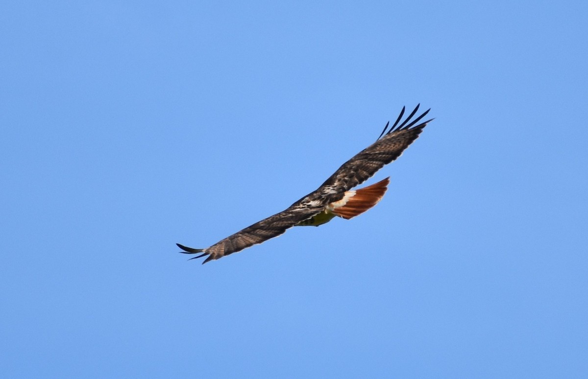 Red-tailed Hawk (borealis) - ML443038491