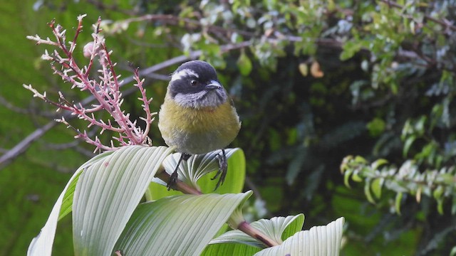 Sooty-capped Chlorospingus - ML443038791