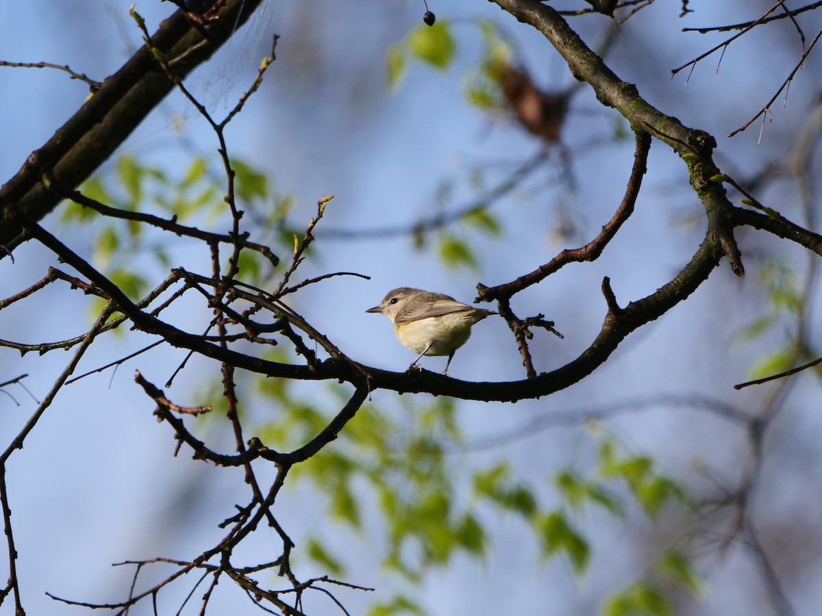 Warbling Vireo - ML443039011