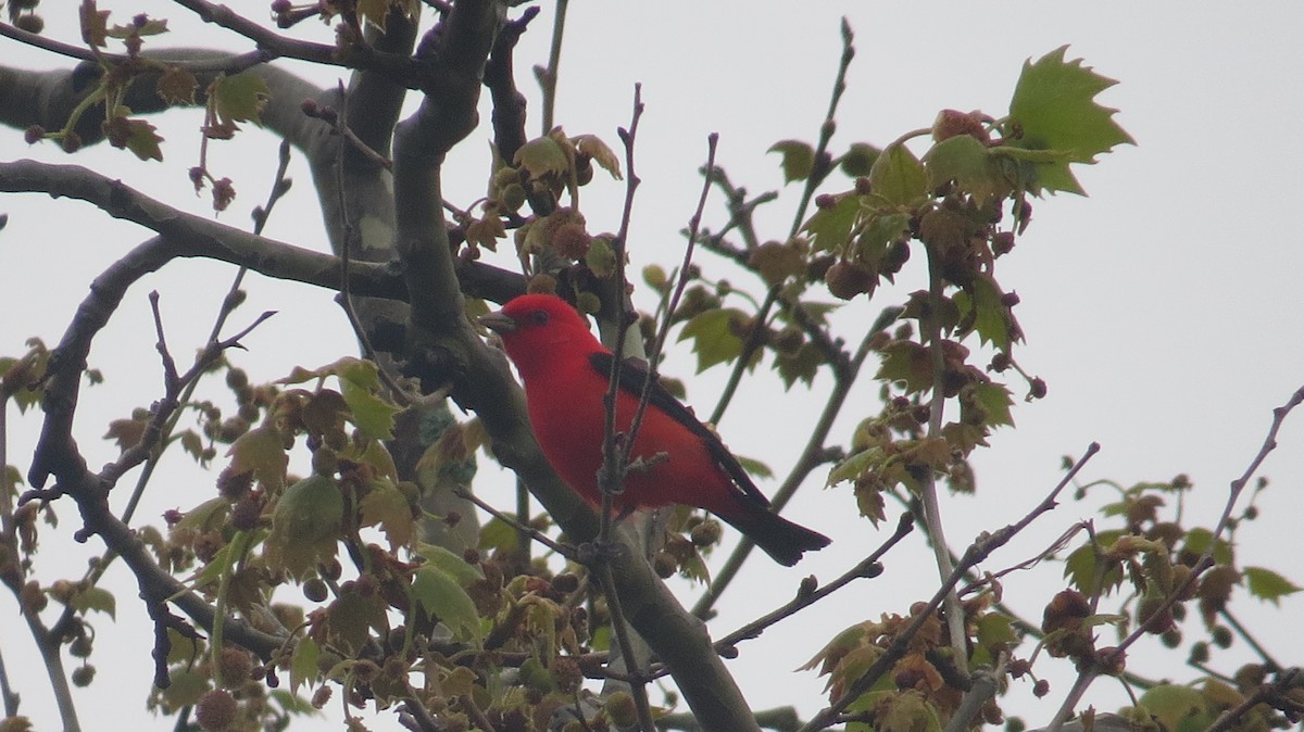 Scarlet Tanager - ML443039041