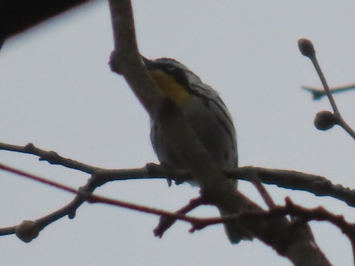 Yellow-throated Warbler - ML443039631