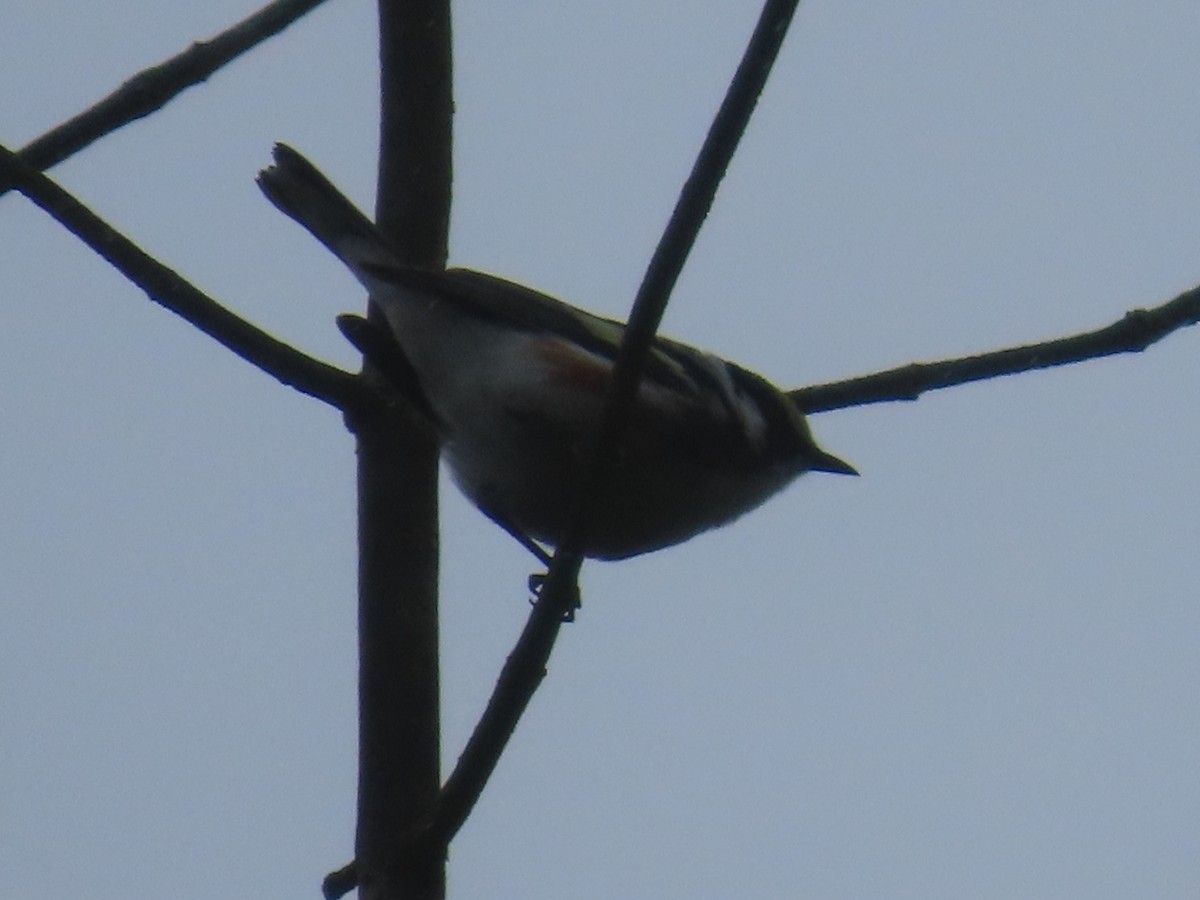 Chestnut-sided Warbler - ML443040641