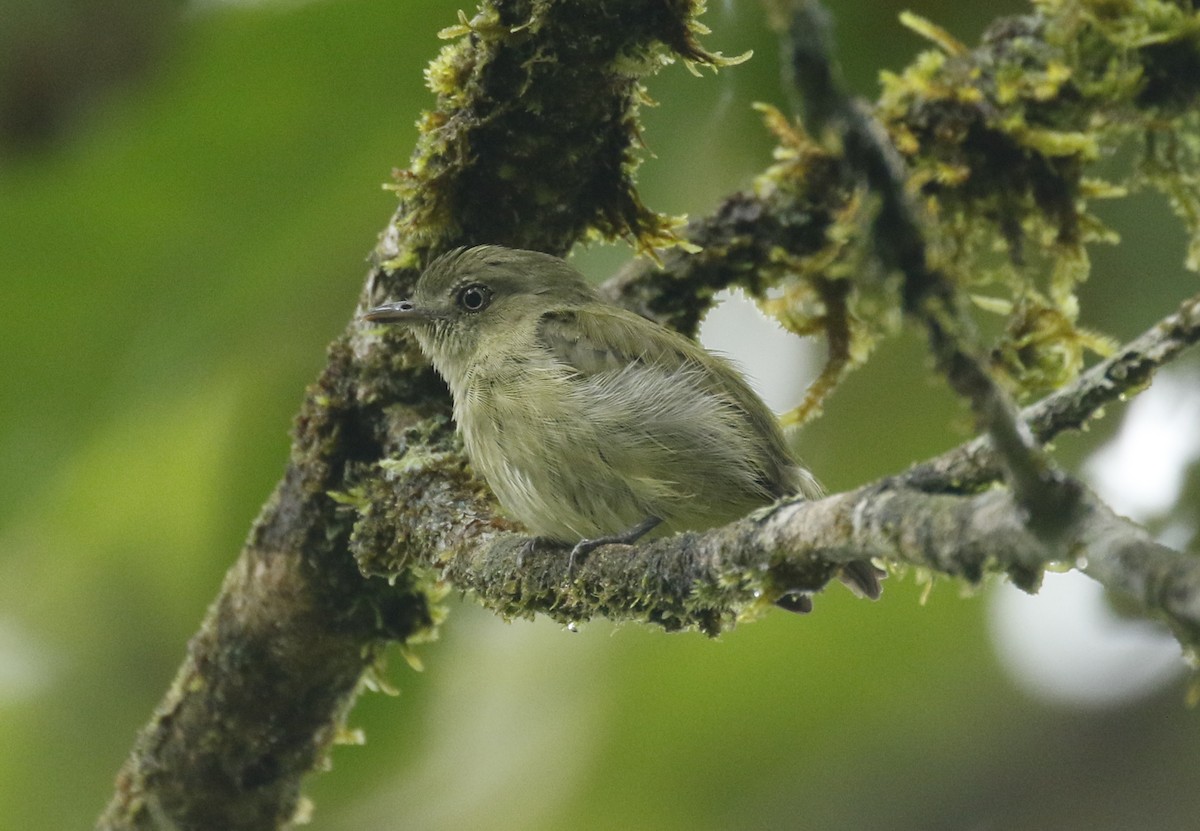 Dwarf Tyrant-Manakin - ML443040681
