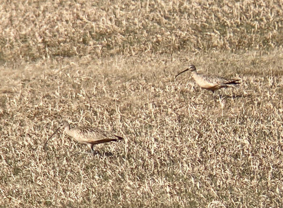 Long-billed Curlew - ML443041091
