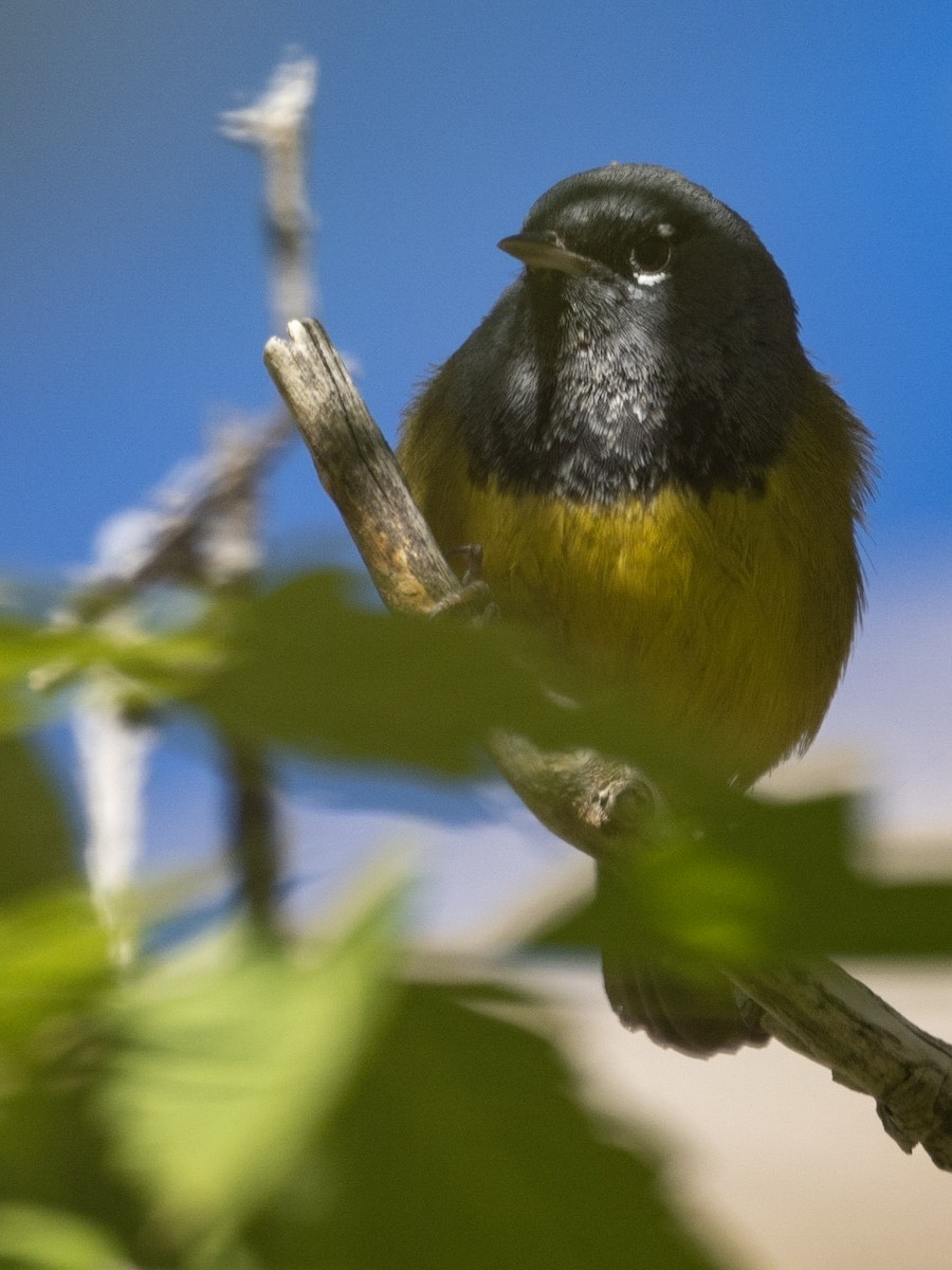 MacGillivray's Warbler - ML443041691