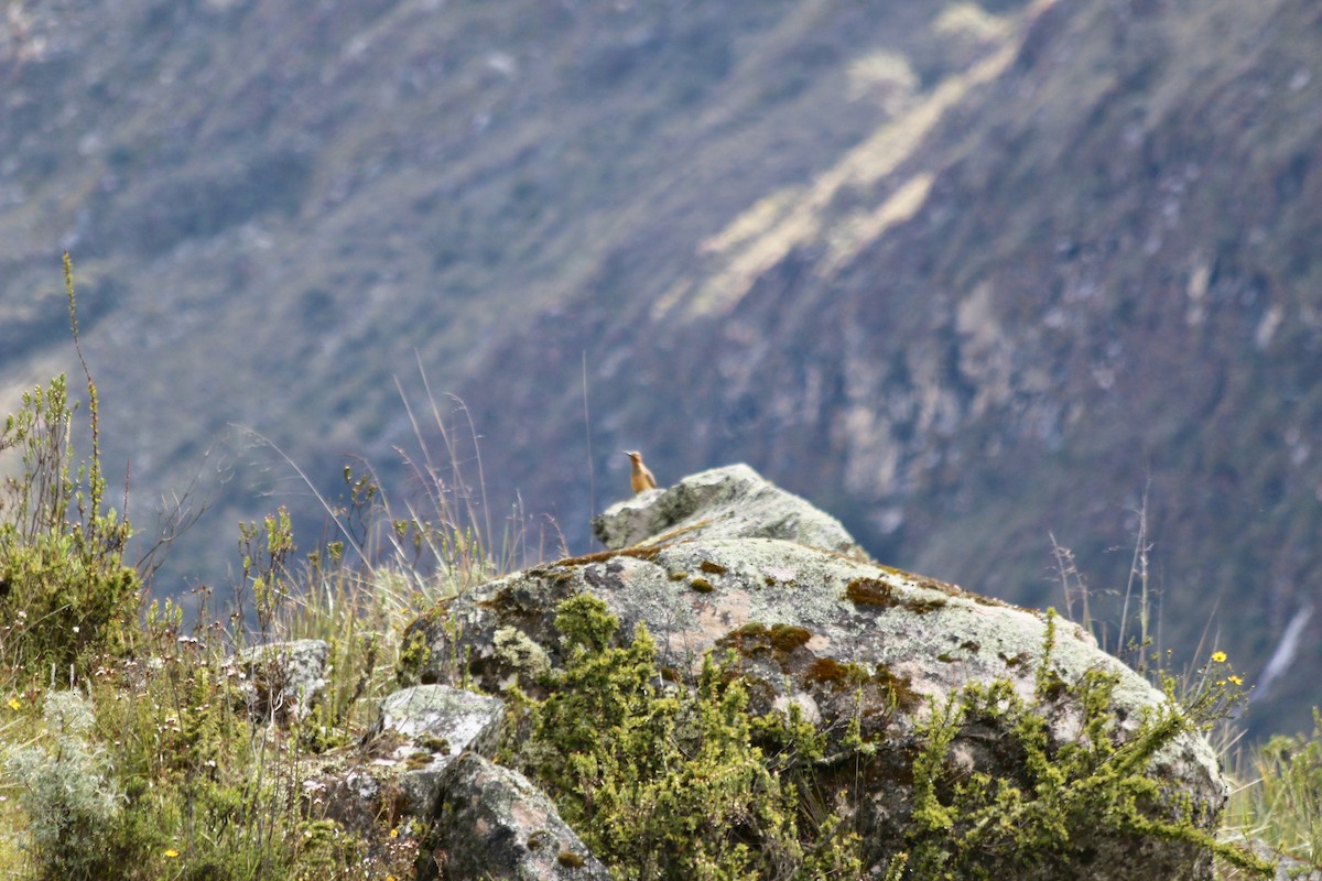 Andean Flicker - ML443041891