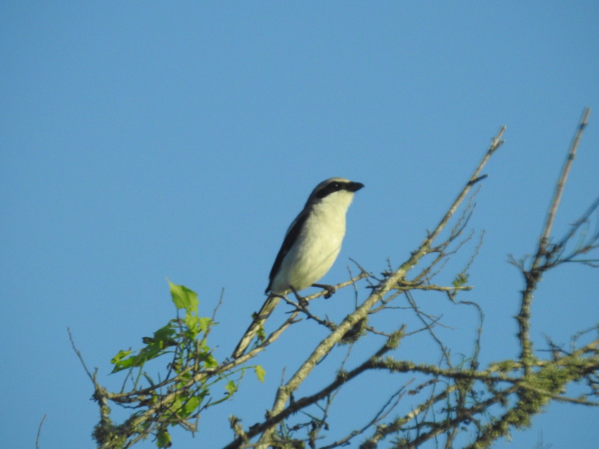Loggerhead Shrike - ML443041981