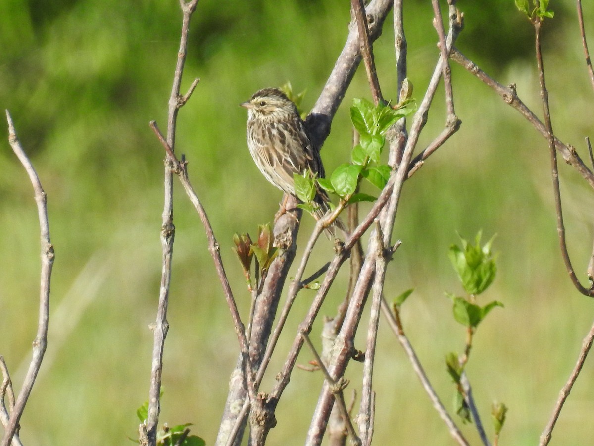 Savannah Sparrow - ML443042481
