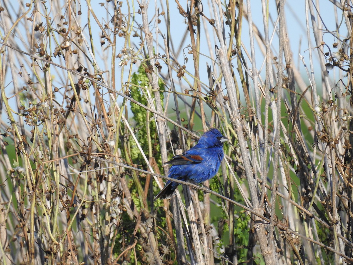 Blue Grosbeak - ML443042531
