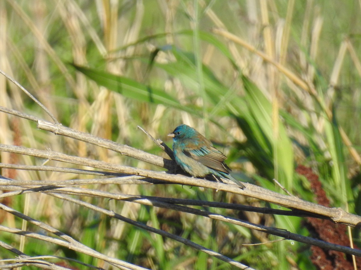 Indigo Bunting - ML443042611