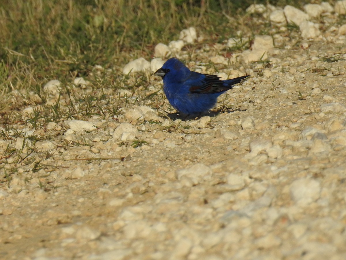 Blue Grosbeak - ML443042631