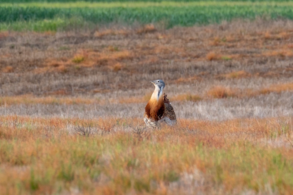 Great Bustard - ML443043231