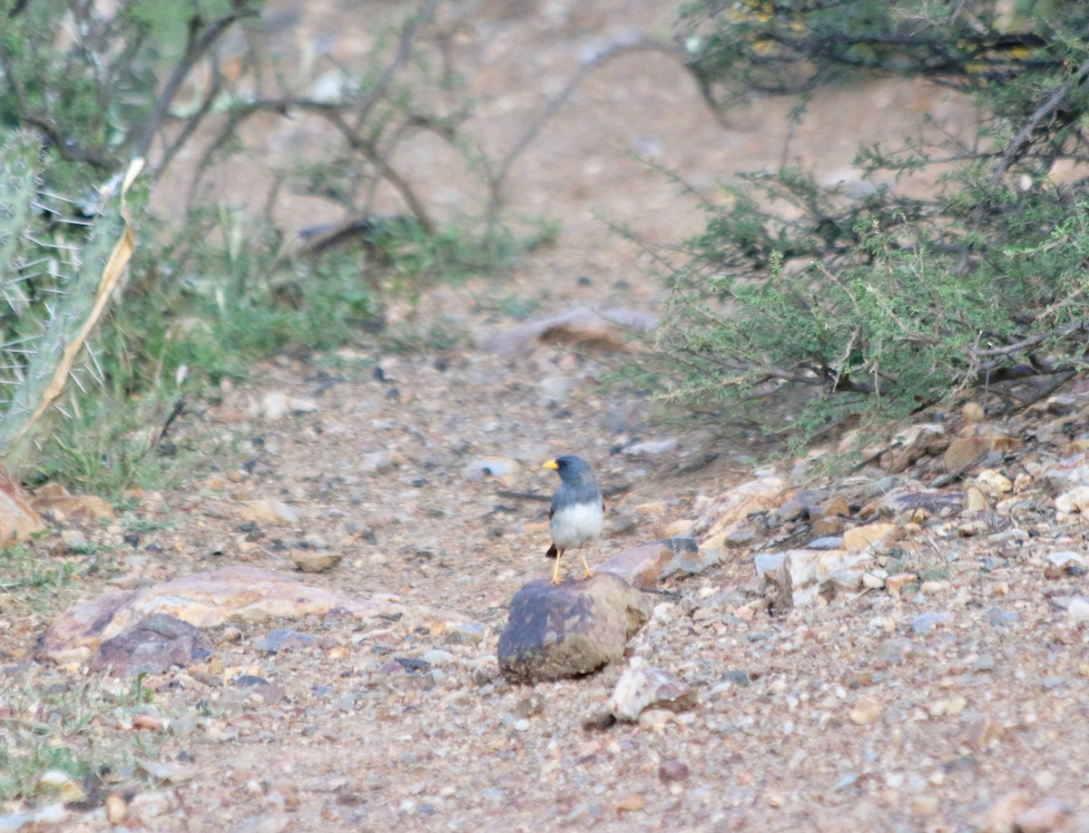 Band-tailed Sierra Finch - ML443044481