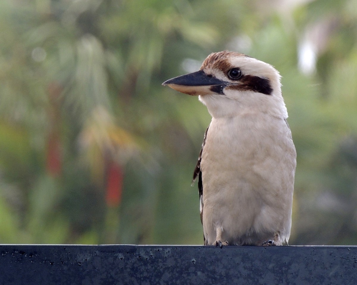 Laughing Kookaburra - ML443044531