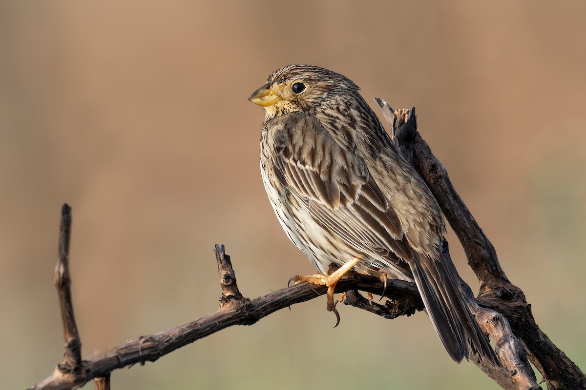 Corn Bunting - ML443045381