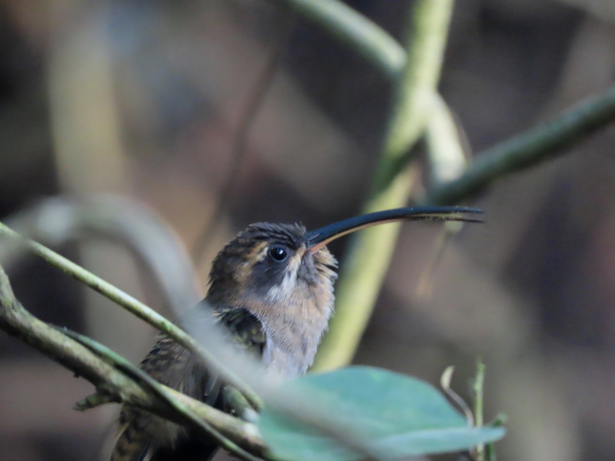 Stripe-throated Hermit - ML443046591