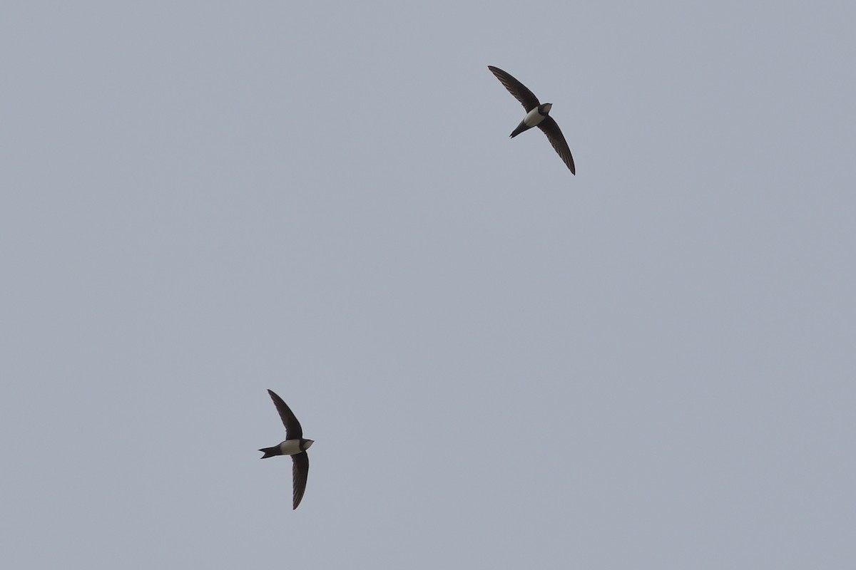 Alpine Swift - ML443047541