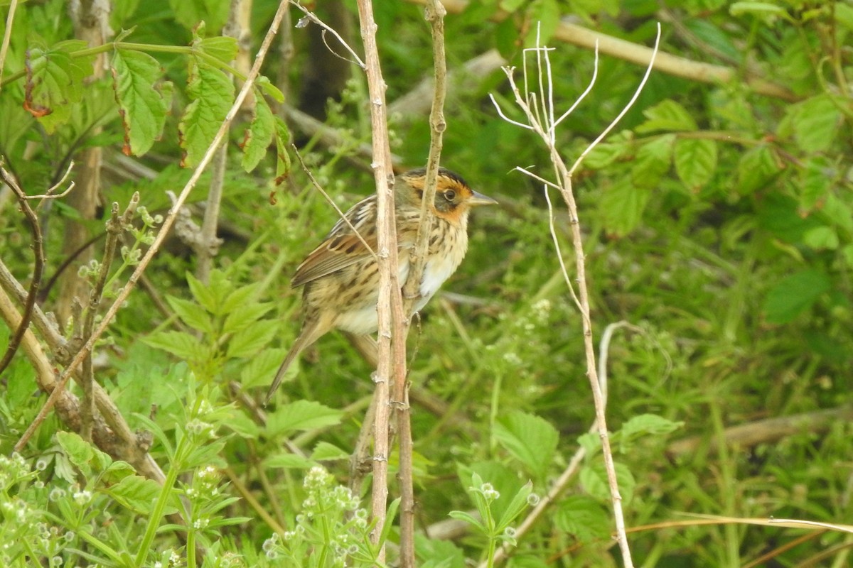 Saltmarsh Sparrow - ML443048511