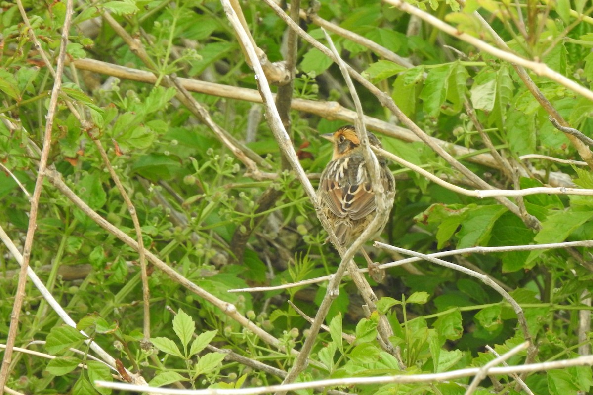 Saltmarsh Sparrow - ML443048521