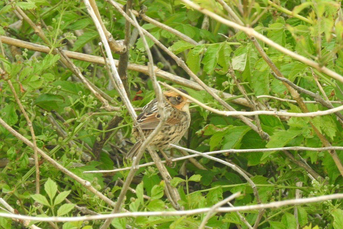 Saltmarsh Sparrow - ML443048551