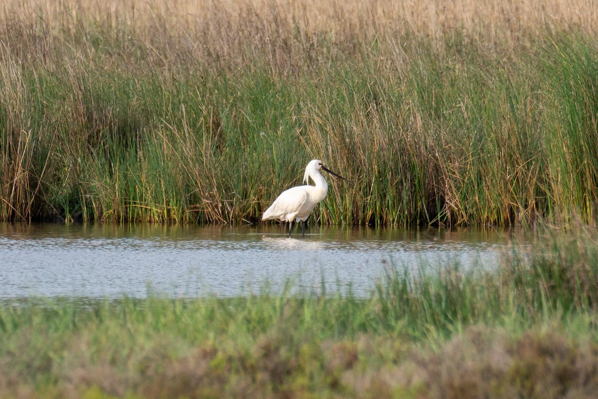 Eurasian Spoonbill - ML443048641