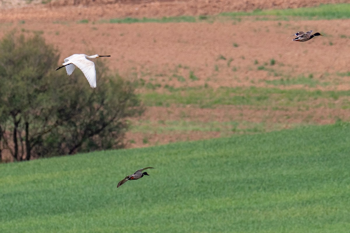 Eurasian Spoonbill - ML443048781