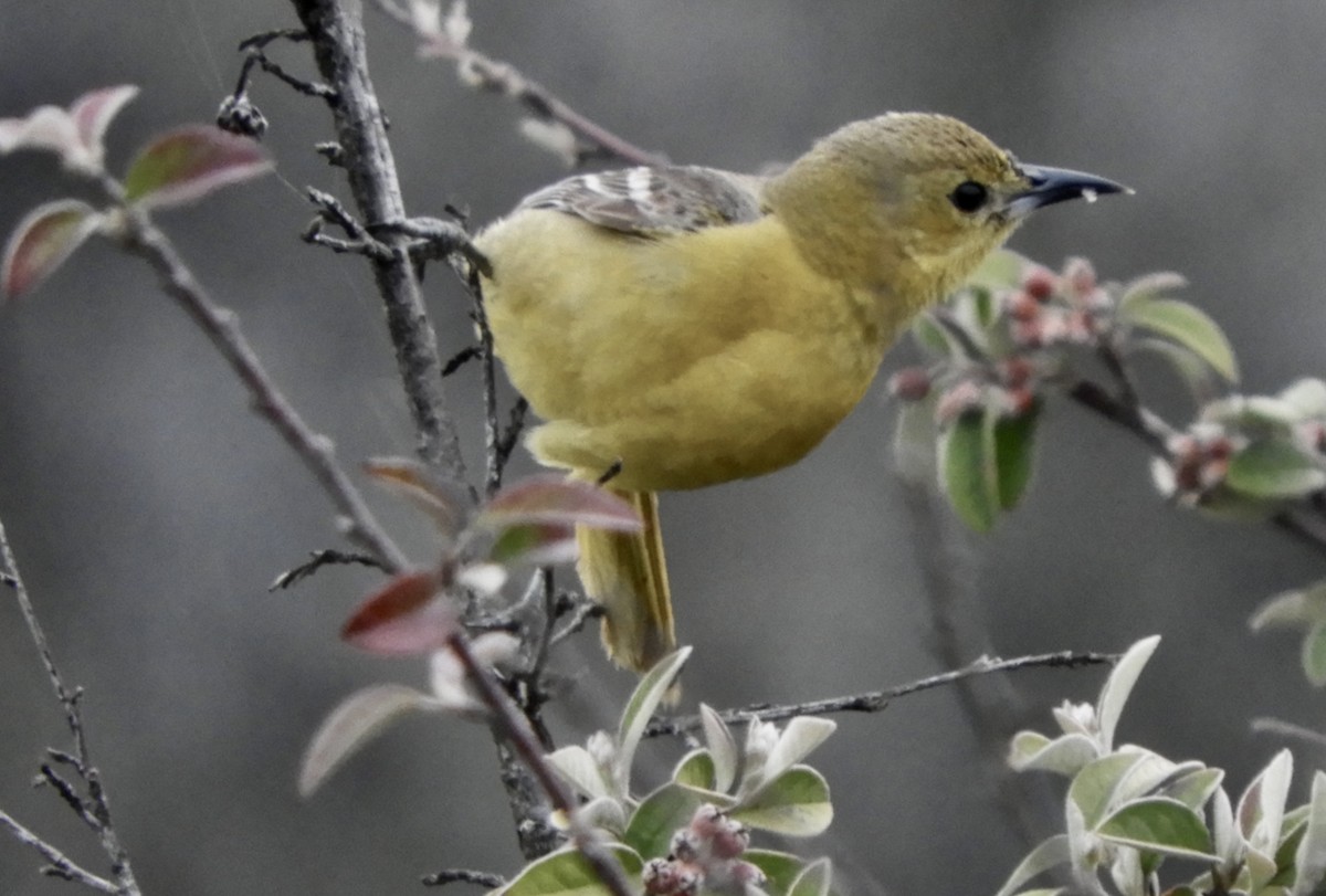 Hooded Oriole - ML443050031