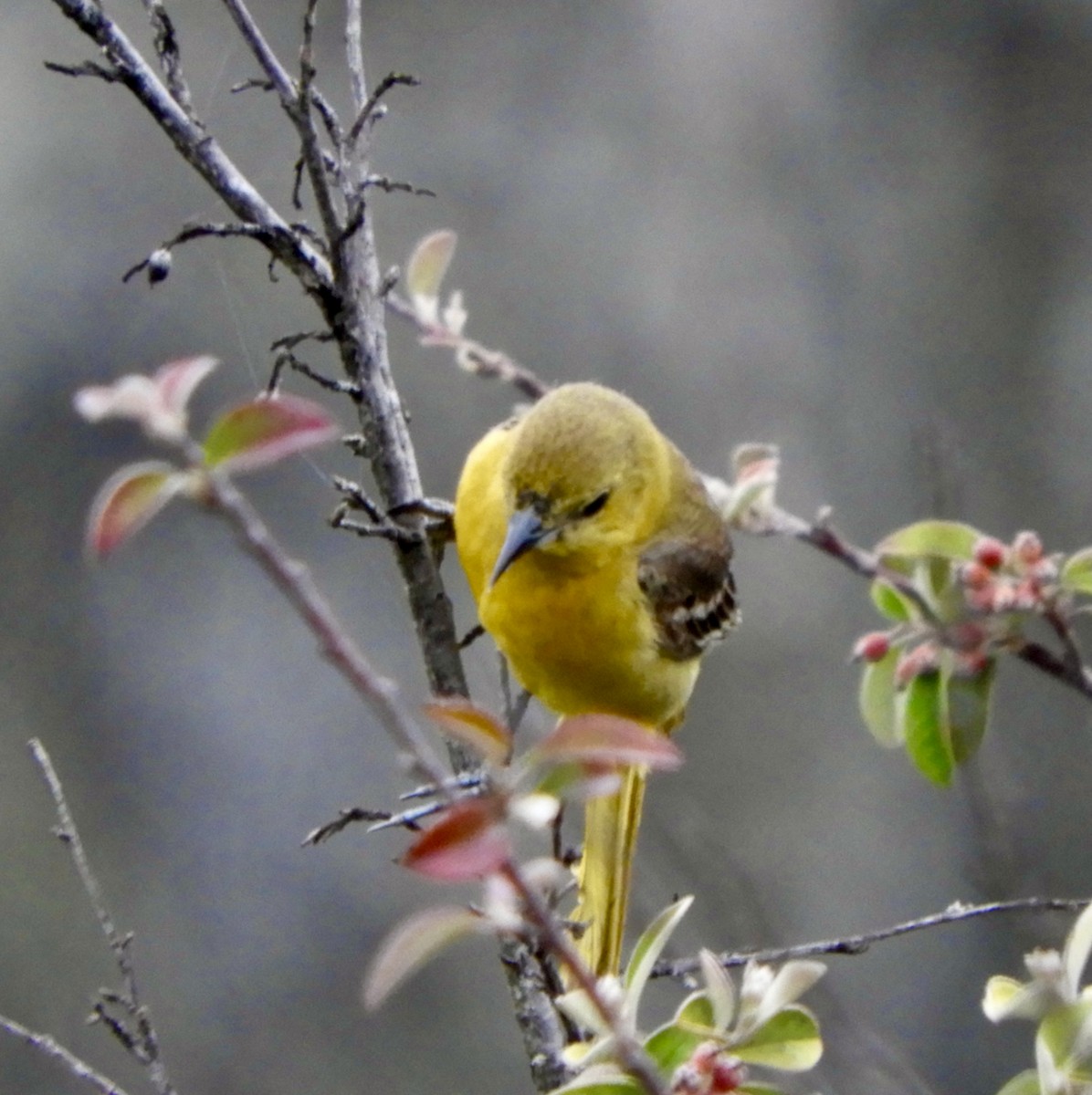 Hooded Oriole - ML443050121