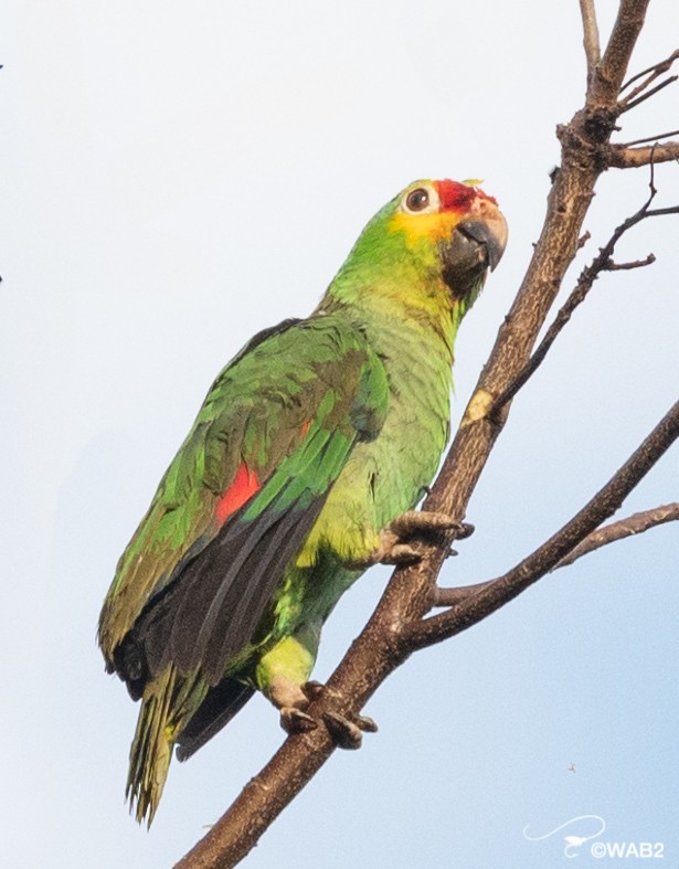 Red-lored/Lilacine Amazon - ML443050671