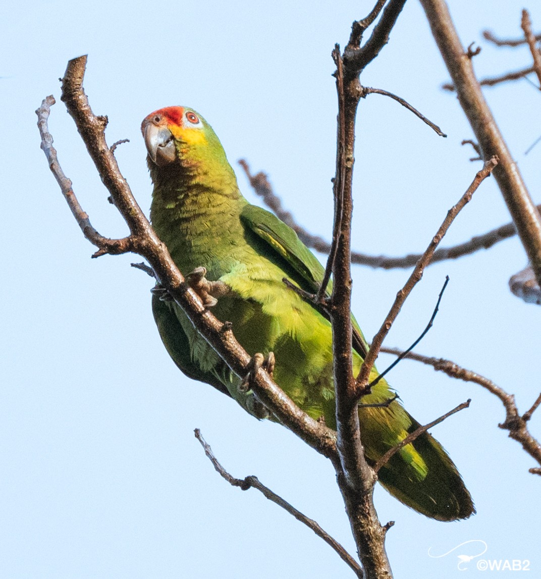 Red-lored/Lilacine Amazon - ML443050691