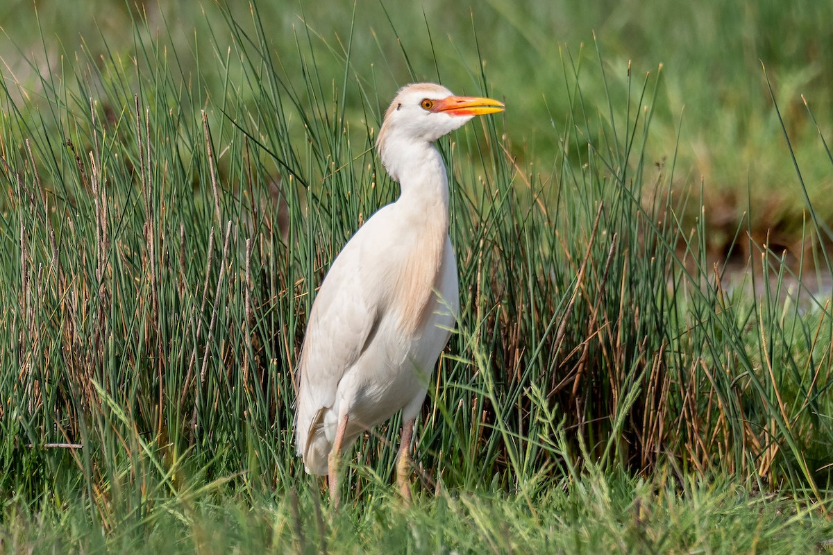 Western Cattle-Egret - ML443050801