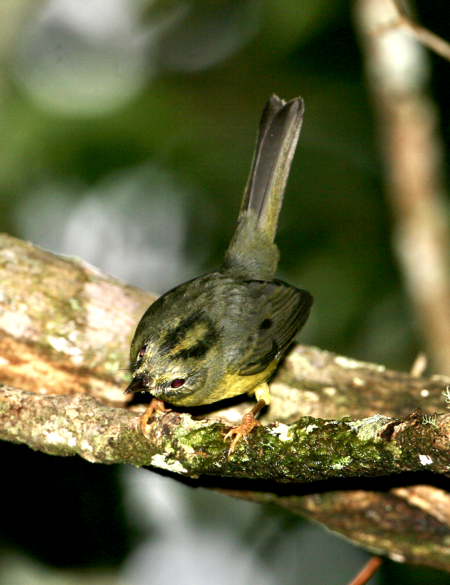 Golden-crowned Warbler - ML443051801