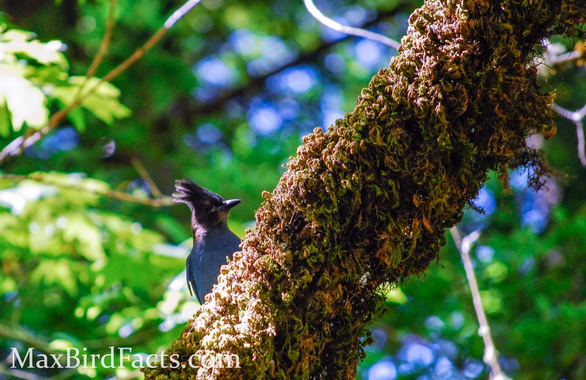Steller's Jay - ML443051921