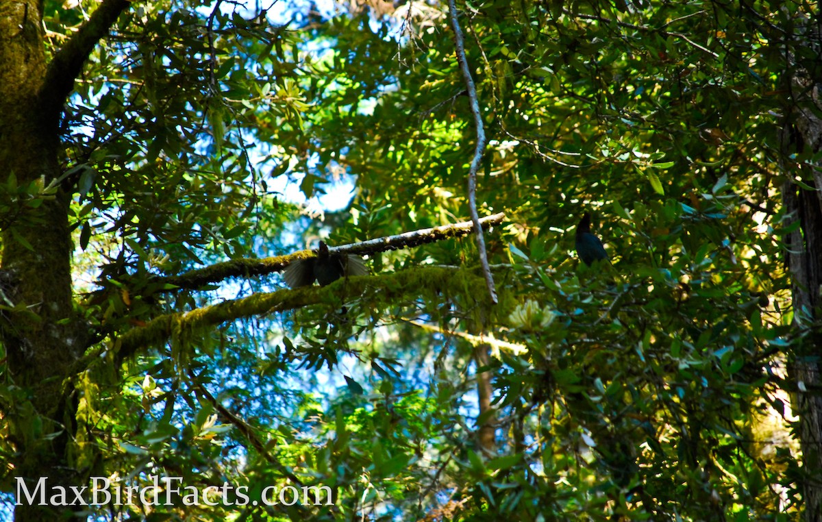 Steller's Jay - ML443051941