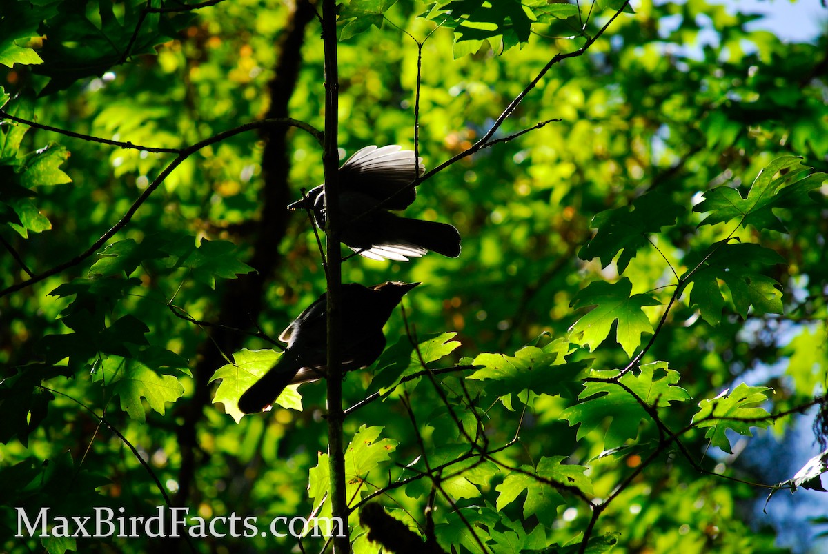 Steller's Jay - ML443051961