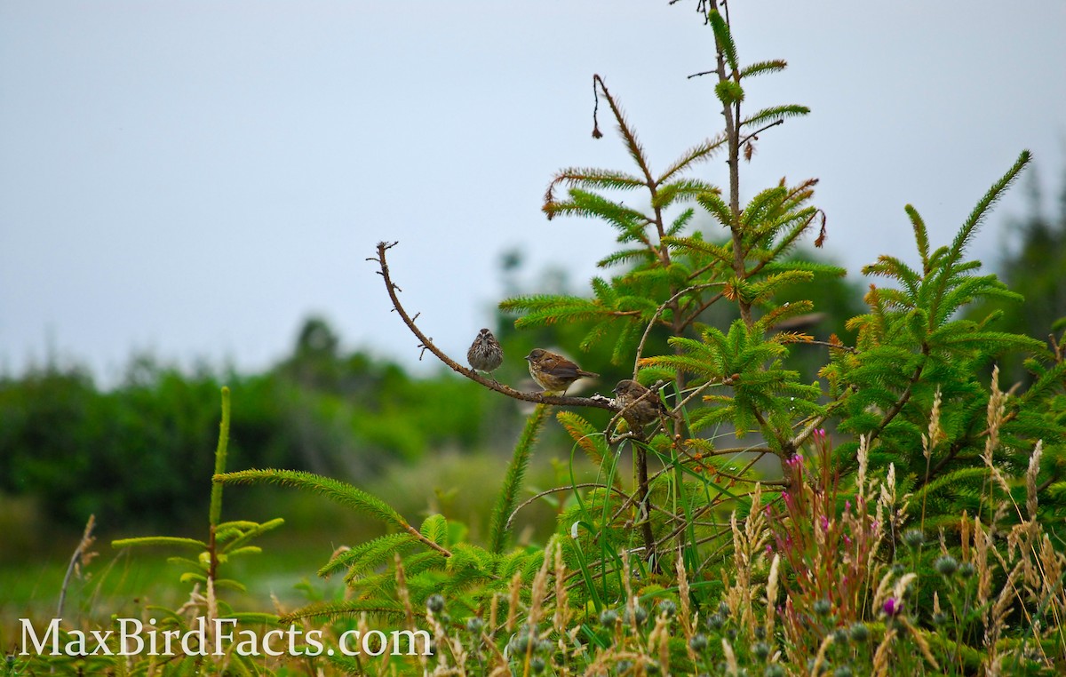 Song Sparrow - ML443052081