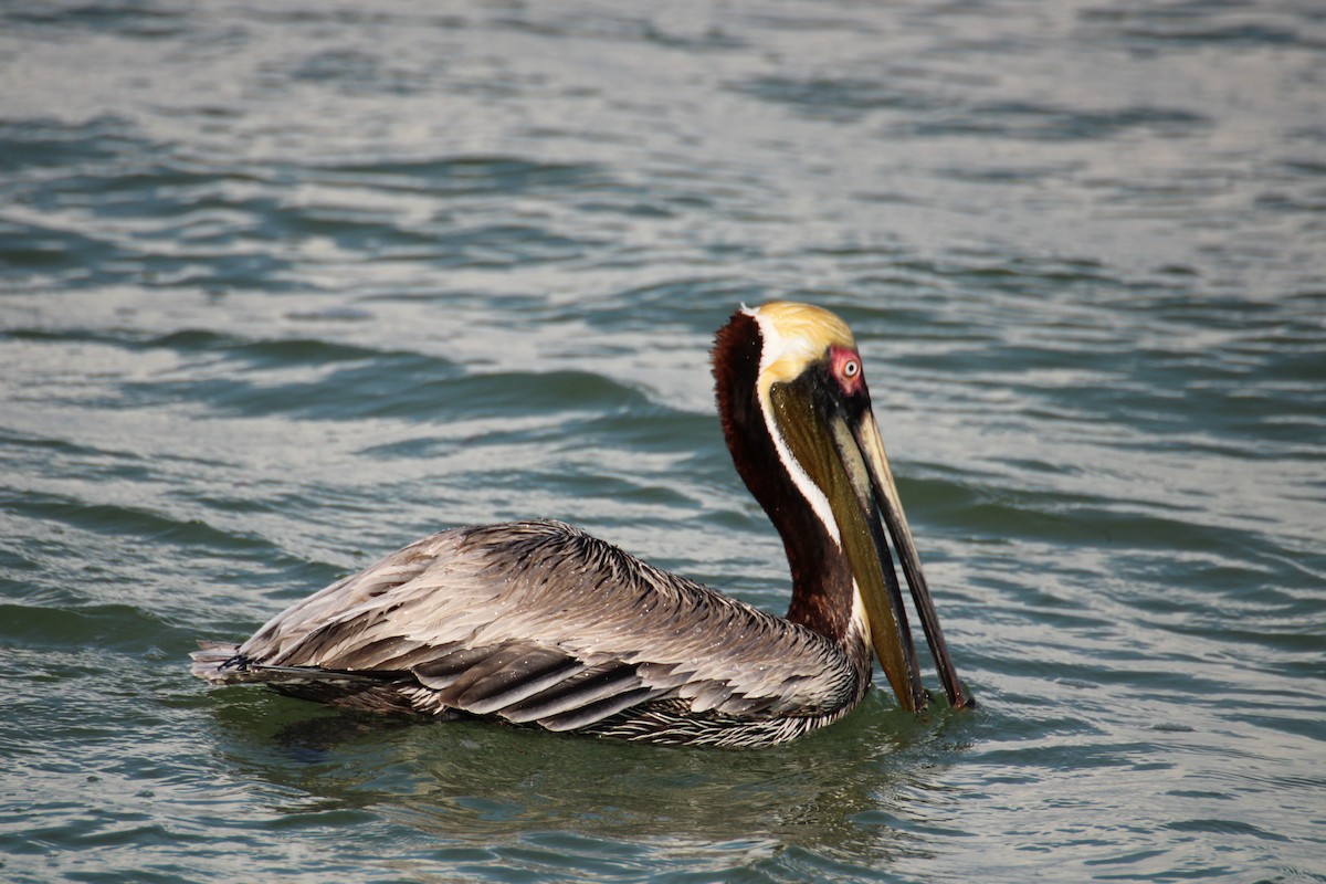 pelikán hnědý - ML443052161