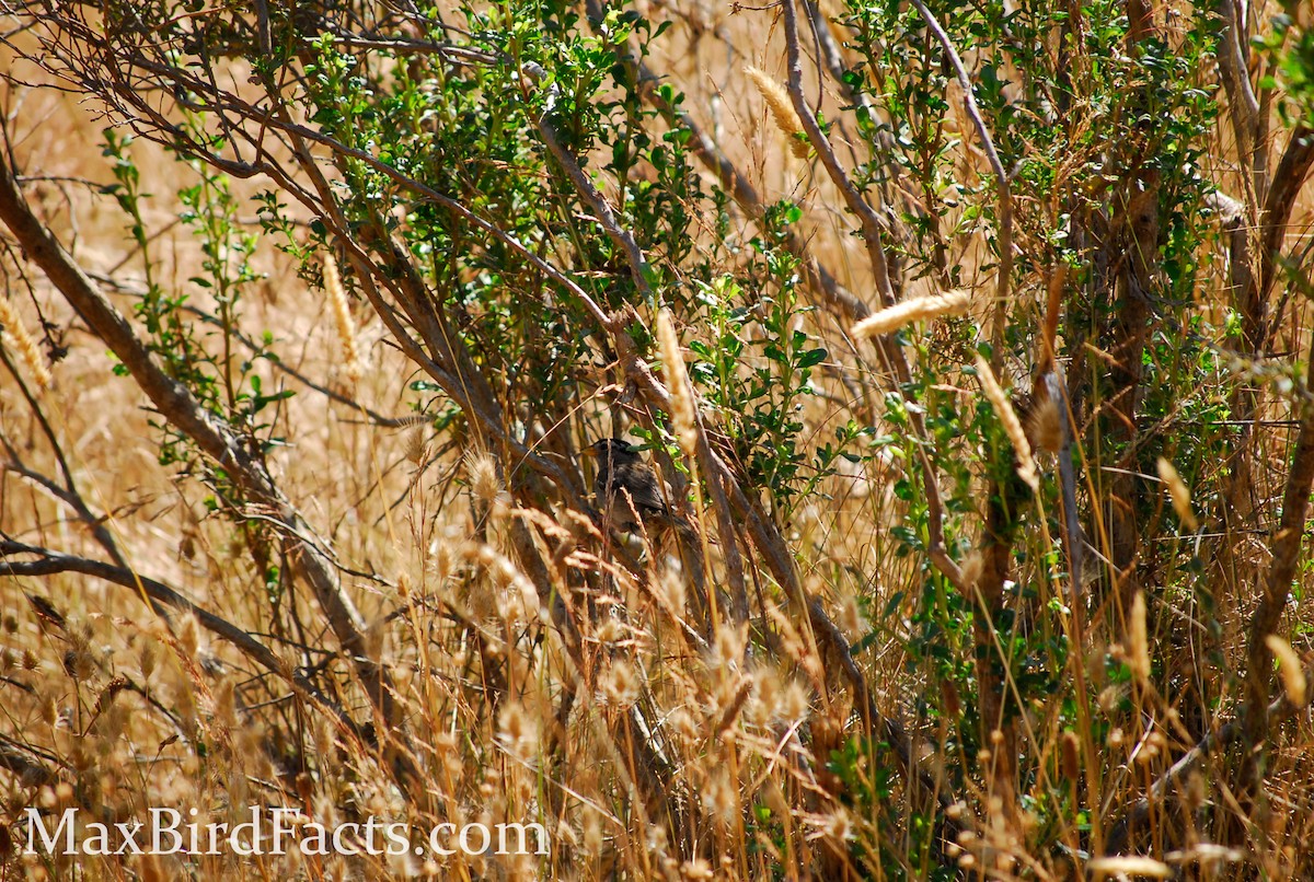 White-crowned Sparrow - ML443052261