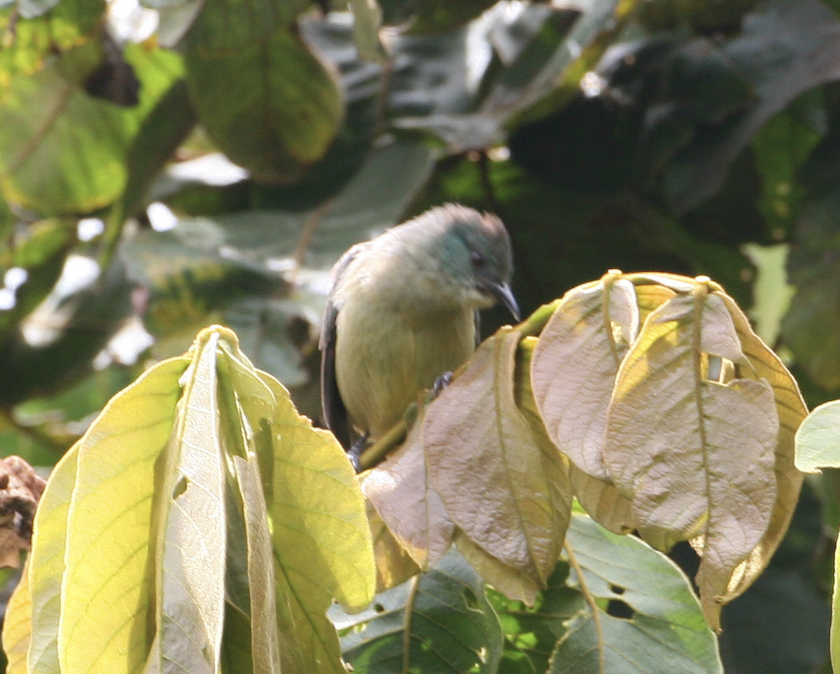 Scarlet-thighed Dacnis - ML443052361