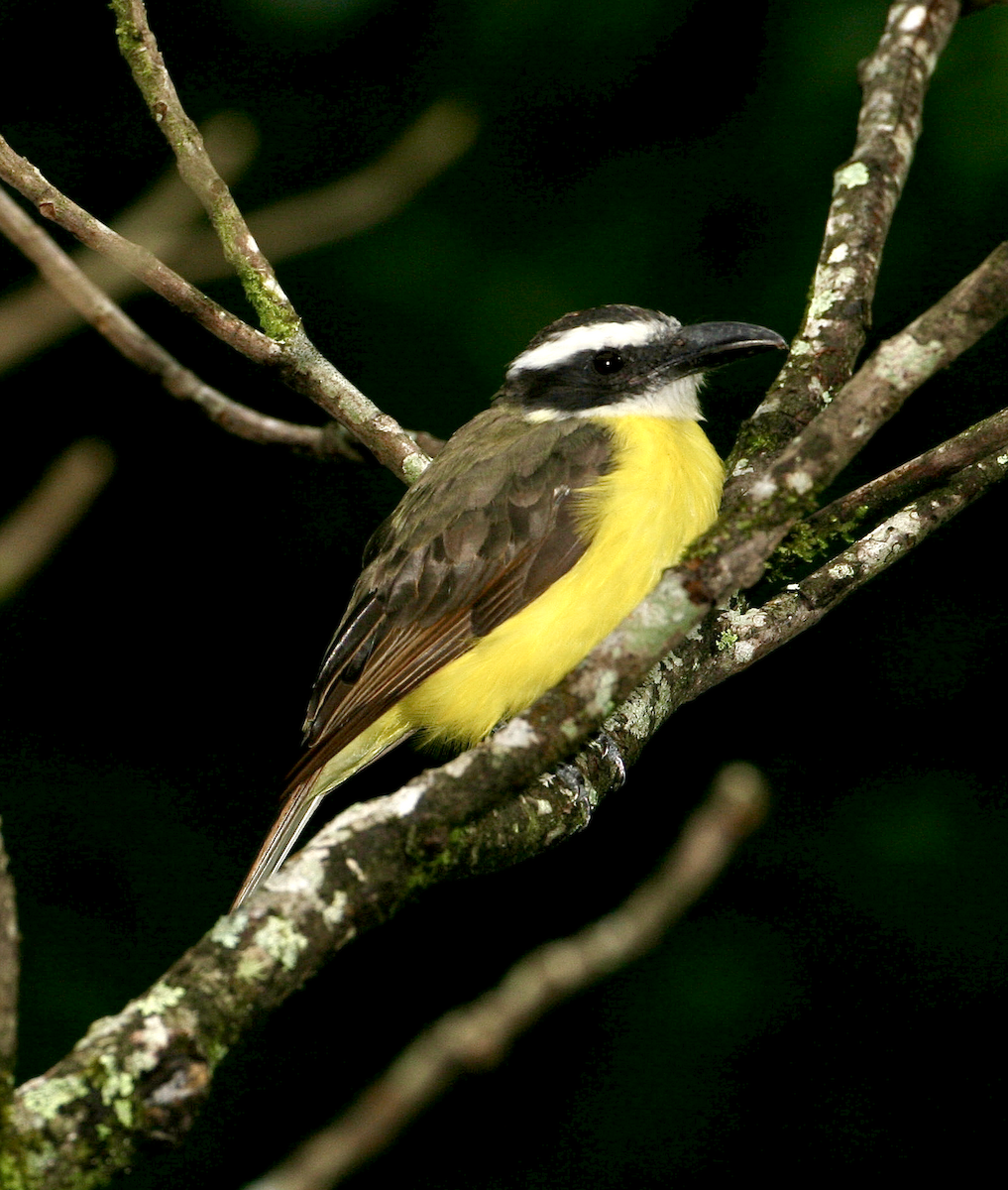 Boat-billed Flycatcher (Northern) - ML443052861