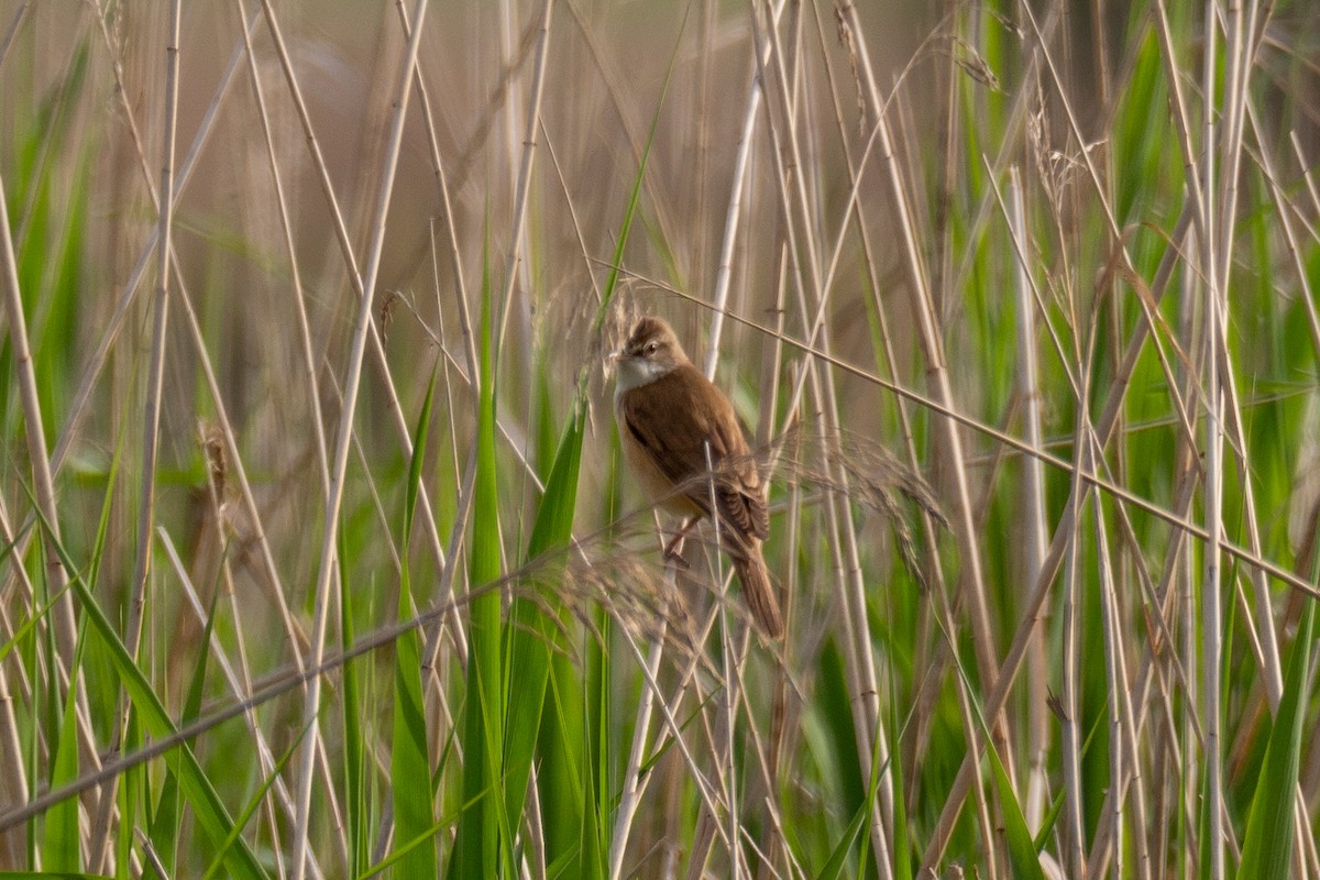Great Reed Warbler - Oier Torrecilla